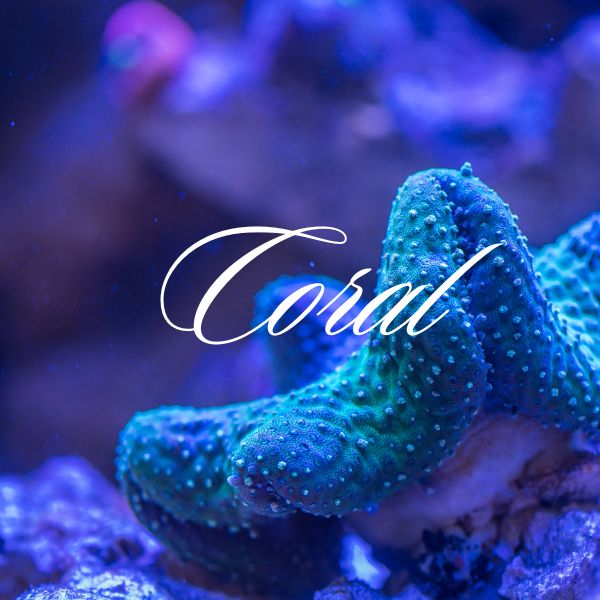 Coral Color-inspired name
